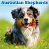 image Australian Shepherds 2026 Wall Calendar Main Product Image