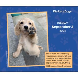 We Rate Dogs 2024 Desk Calendar - Calendars.com