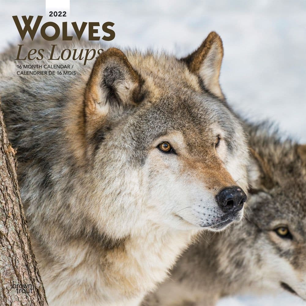 Calendrier 2023 Loup Wolves 2022 Wall Calendar (French) - Calendars.com