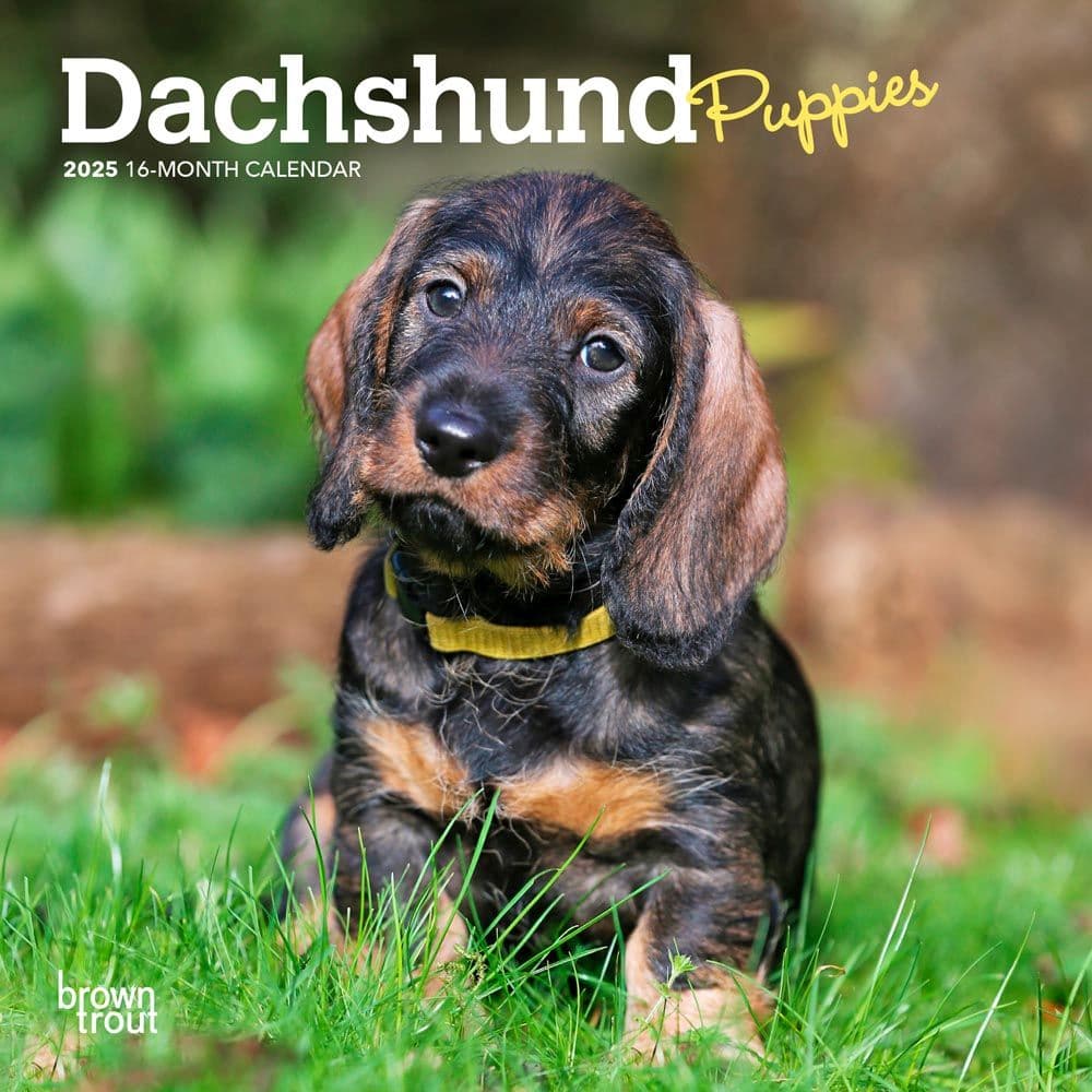 Dachshund Puppies 2025 Mini Wall Calendar