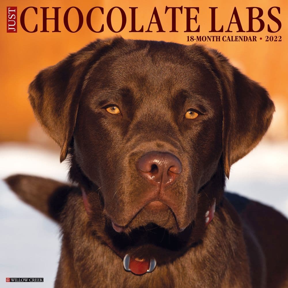Chocolate Labs 2022 Wall Calendar