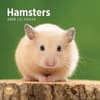 image Hamsters 2025 Wall Calendar Main Product Image