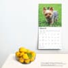 image Yorkshire Terriers 2025 Wall Calendar