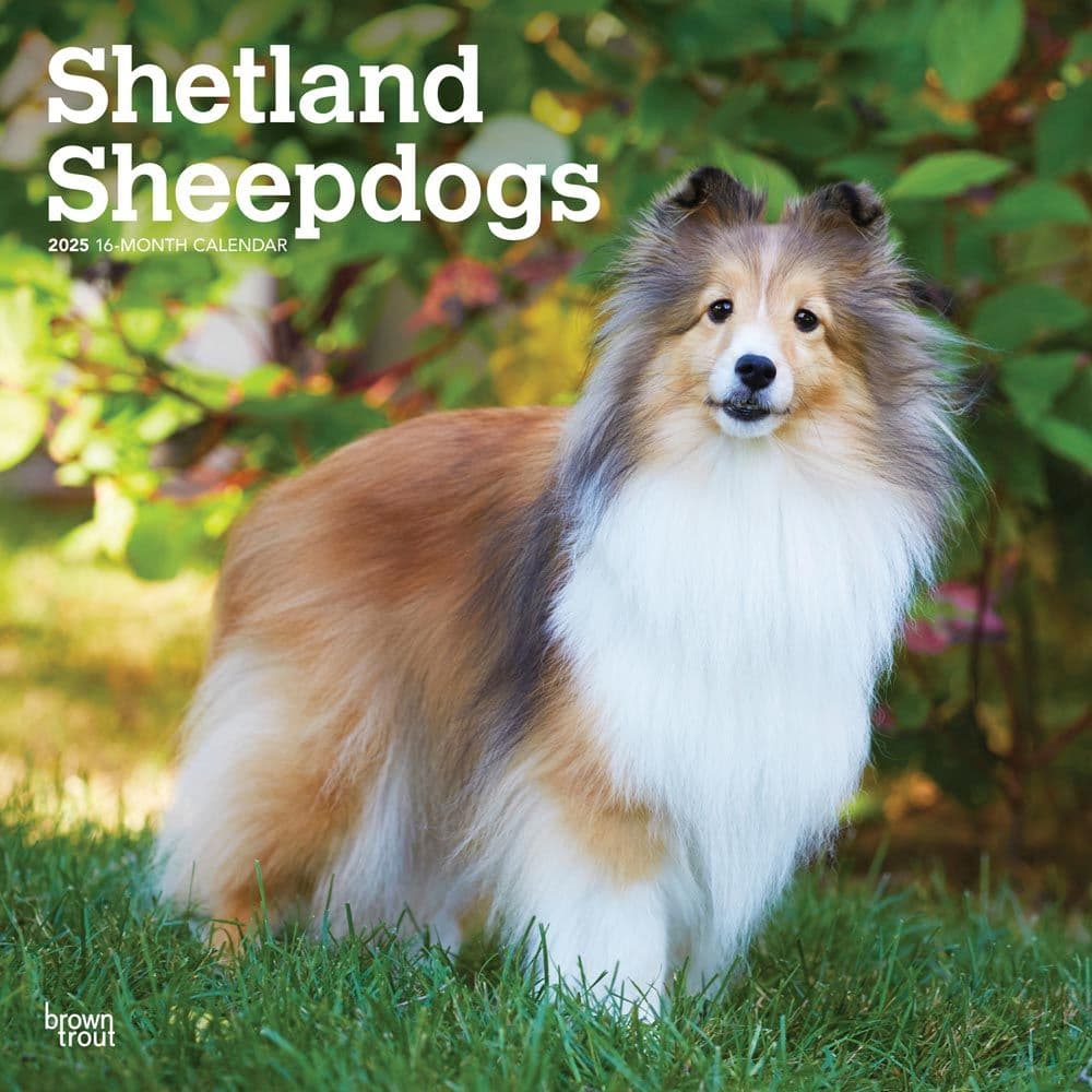 Shetland Sheepdogs 2025 Wall Calendar