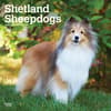 image Shetland Sheepdogs 2025 Wall Calendar Main Product Image width=&quot;1000&quot; height=&quot;1000&quot;