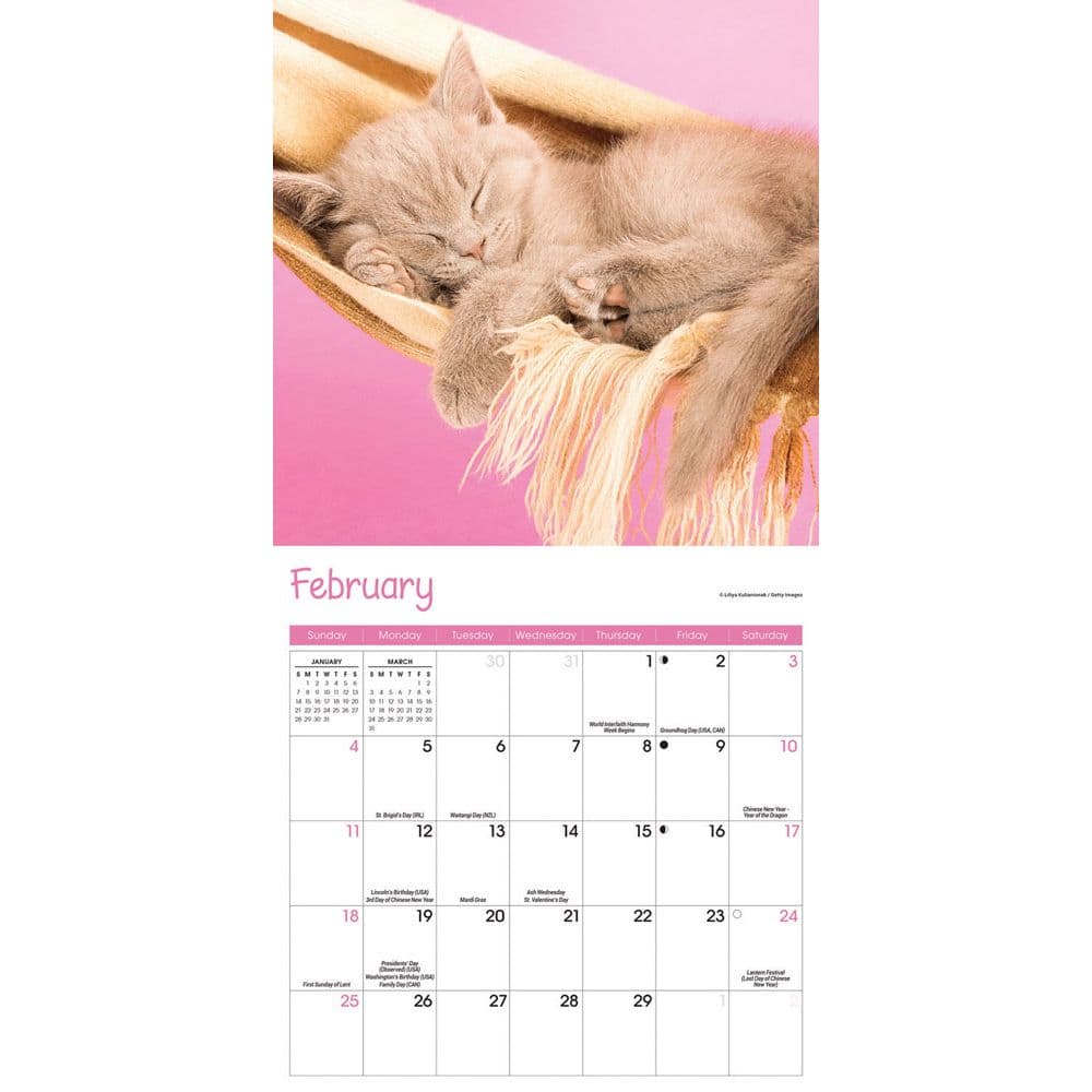 Kittens 2024 Mini Wall Calendar - Calendars.com