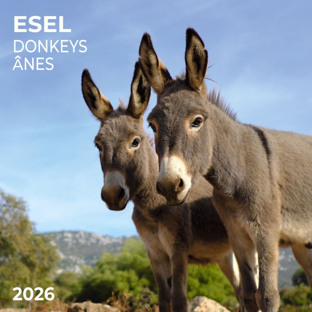 Donkeys 2026 Wall Calendar Main Image