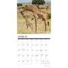 image Giraffes 2026 Wall Calendar Second Alternate Image