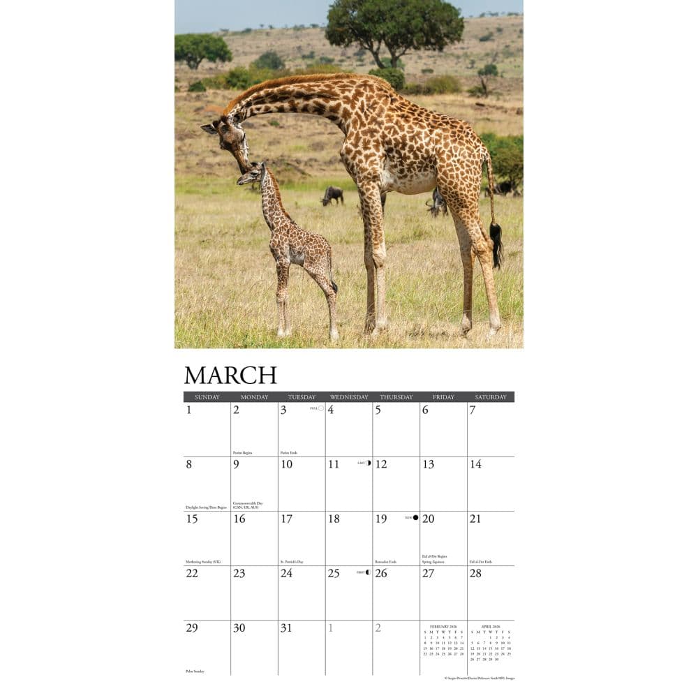 Giraffes 2026 Wall Calendar Second Alternate Image