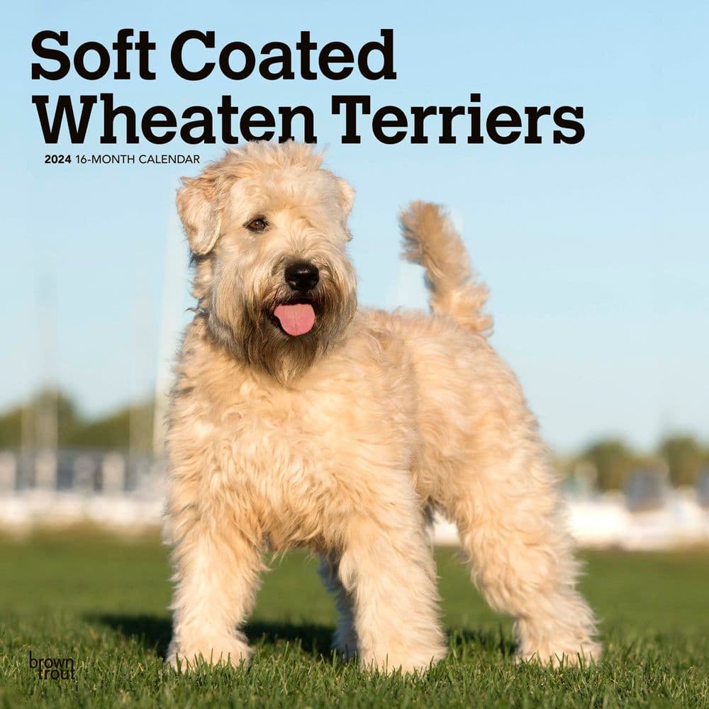 Wheaten Terriers Soft Coated 2024 Wall Calendar