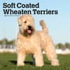 image Wheaten Terriers Soft Coated 2024 Wall Calendar Main Product Image width=&quot;1000&quot; height=&quot;1000&quot;