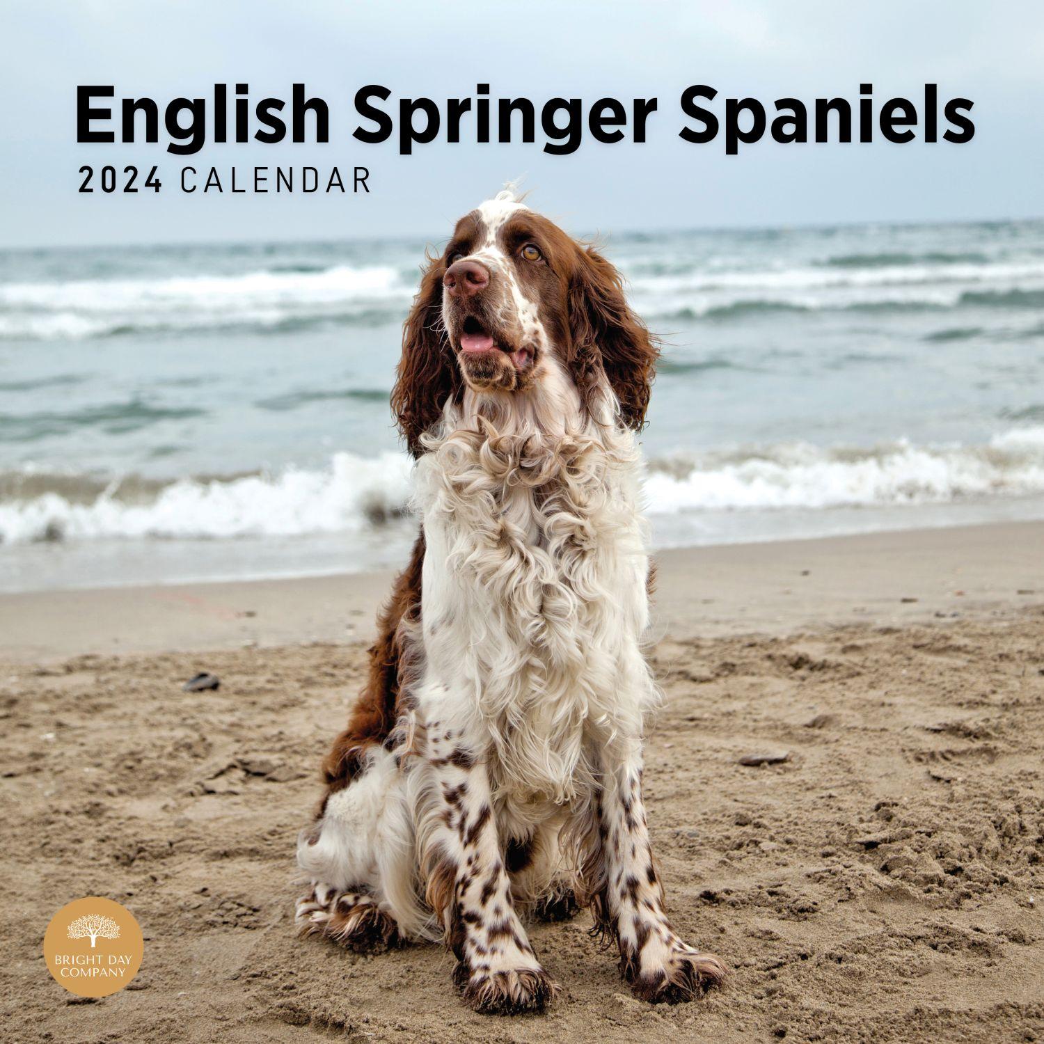 English Springer Spaniels 2024 Wall Calendar