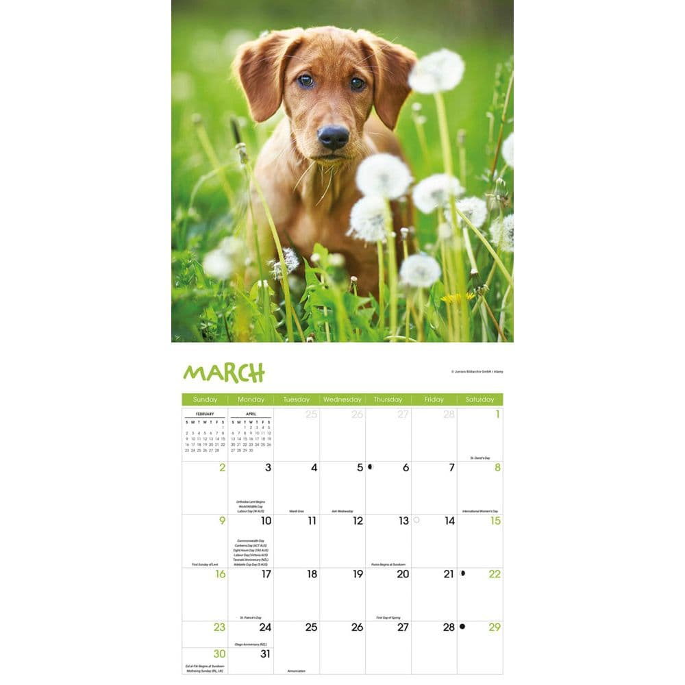 Puppies 2025 Wall Calendar Second Alternate Image width="1000" height="1000"