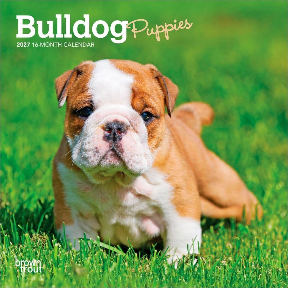 Bulldog Puppies 2027 Mini Wall Calendar Main Product Image