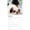 image Shih Tzu Puppies 2024 Wall Calendar Alternate Image 2
