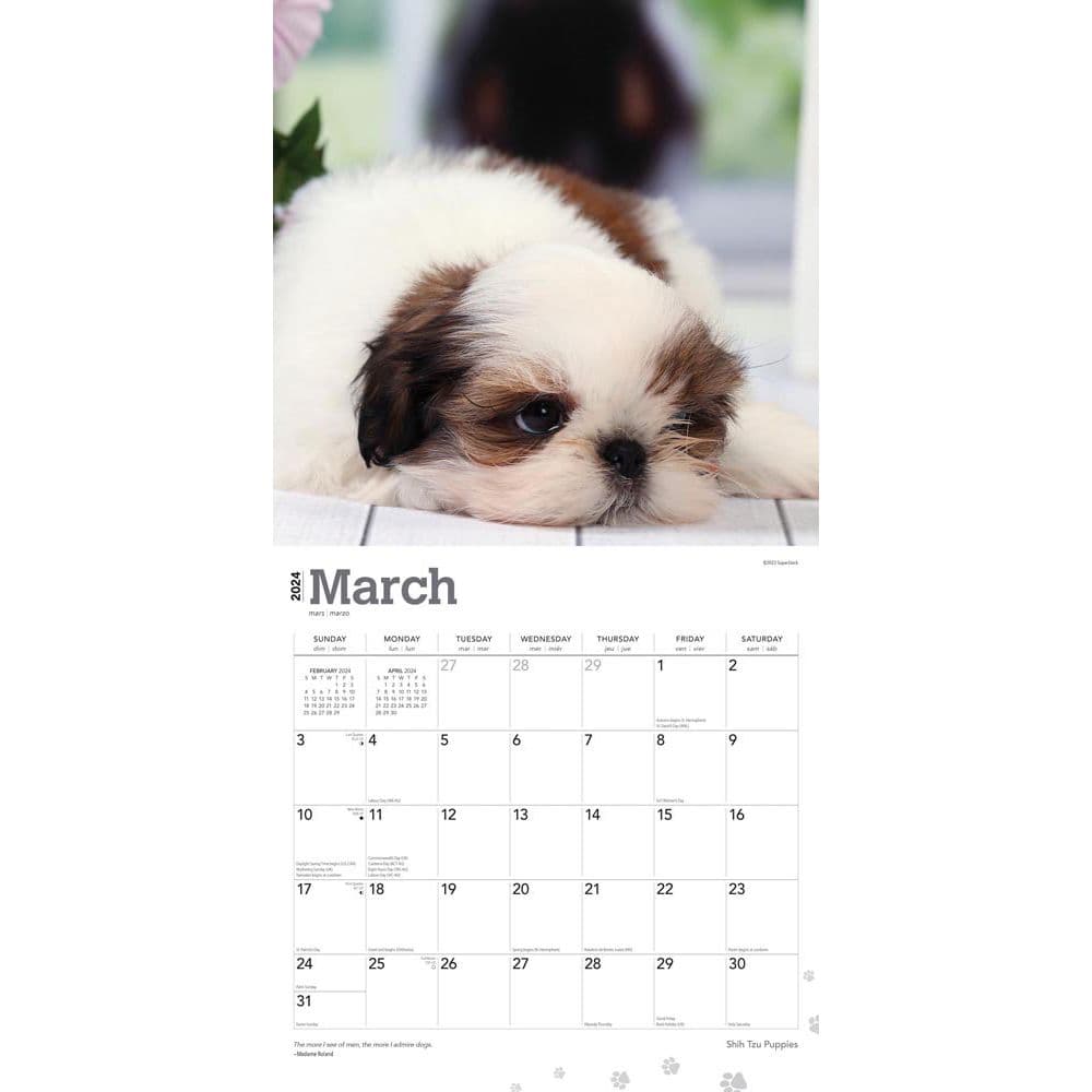 Shih Tzu Puppies 2024 Wall Calendar Alternate Image 2