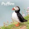 image Puffins 2025 Wall Calendar Main Image