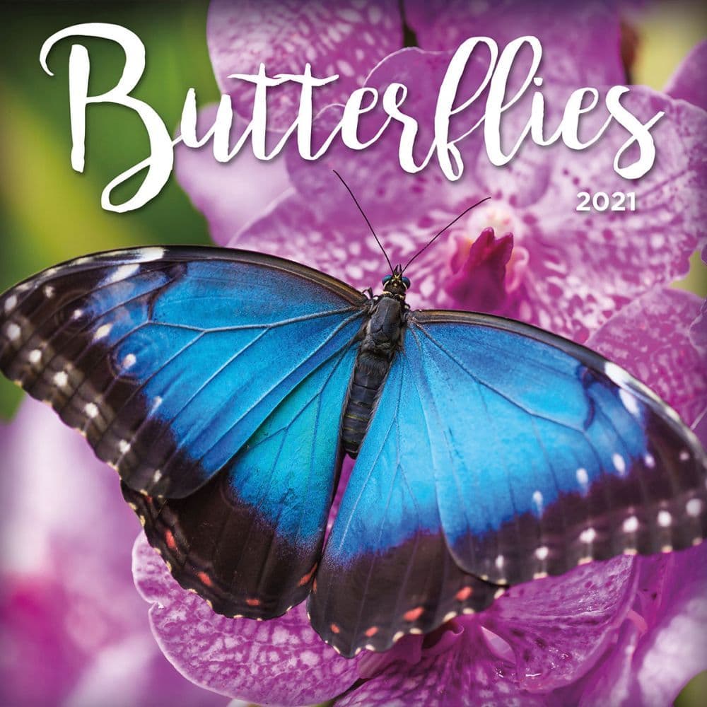 Butterflies 2021 Calendar