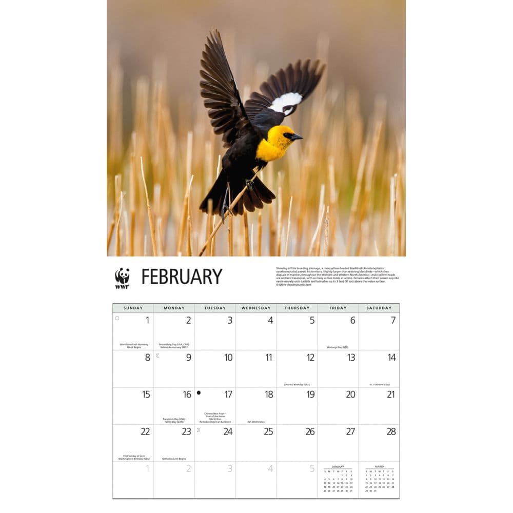 Songbirds WWF 2026 Wall Calendar Second Alternate Image