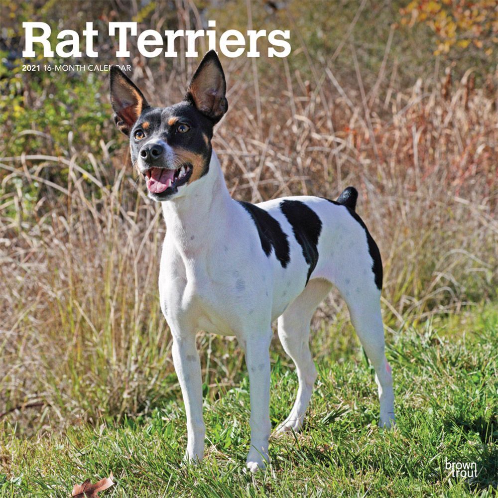 Rat Terrier Calendar 2021 Premium Dog Breed Calendars