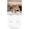 image Curious Kittens 2025 Wall Calendar