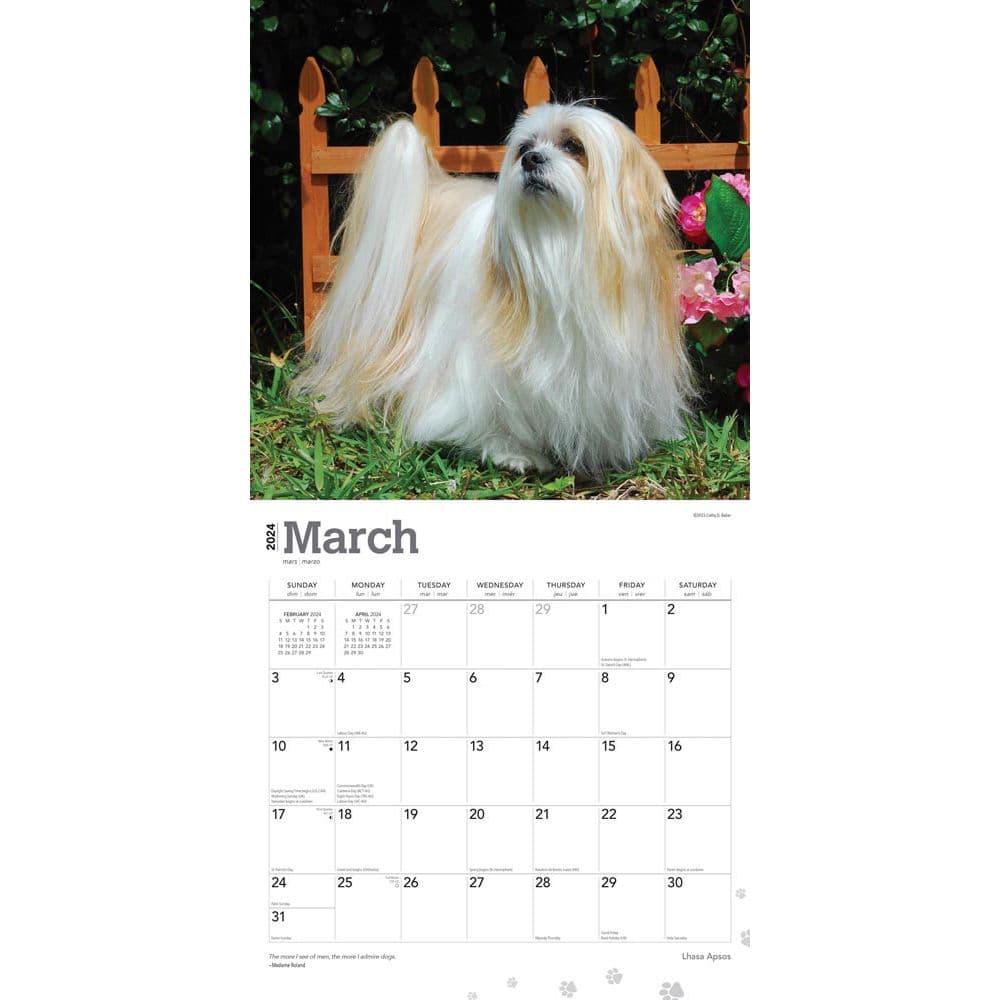 Lhasa Apsos 2024 Wall Calendar