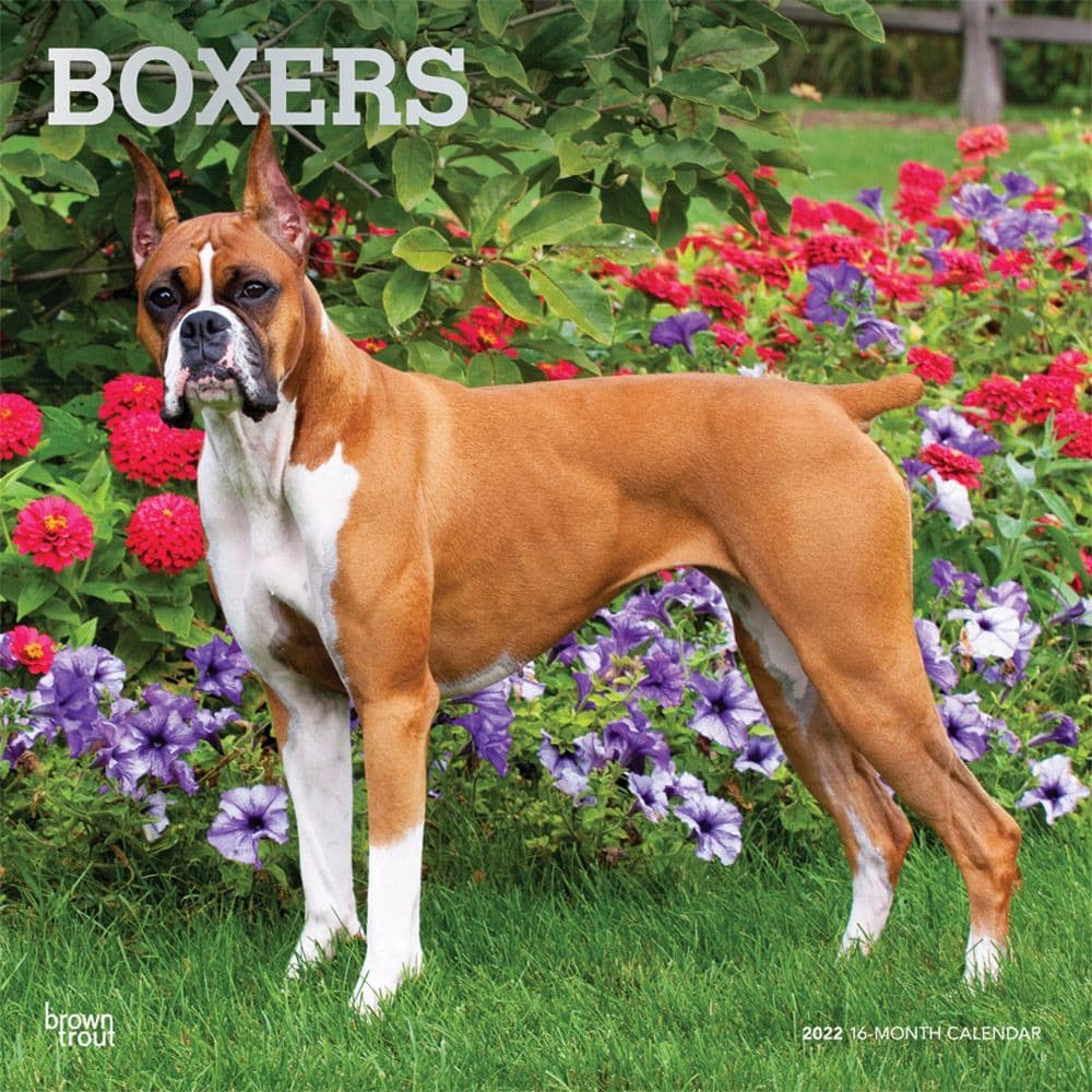 Boxers 2022 Wall Calendar - Calendars.com