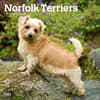 image Norfolk Terriers 2024 Wall Calendar Main Product Image width=&quot;1000&quot; height=&quot;1000&quot;