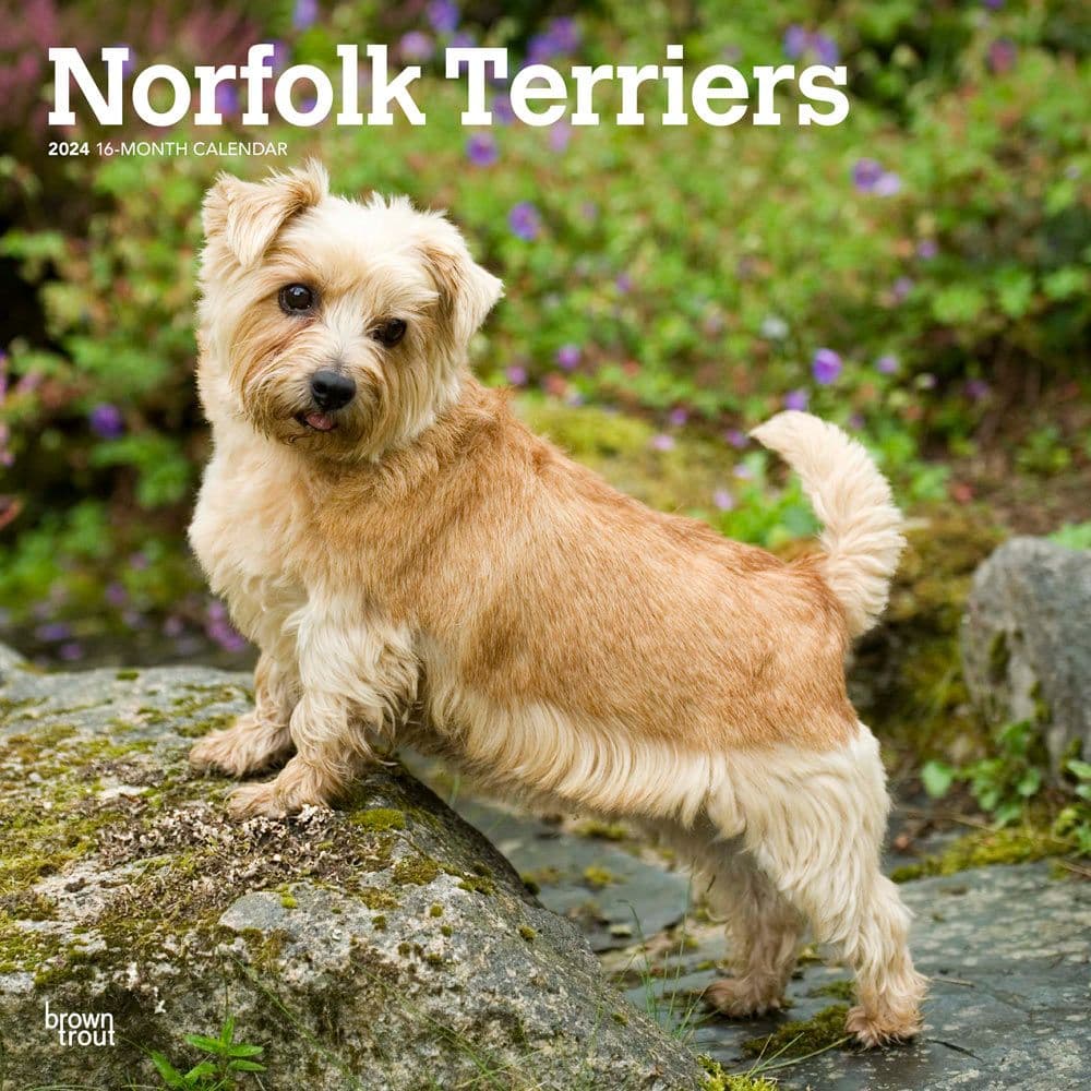 Norfolk Terriers 2024 Wall Calendar