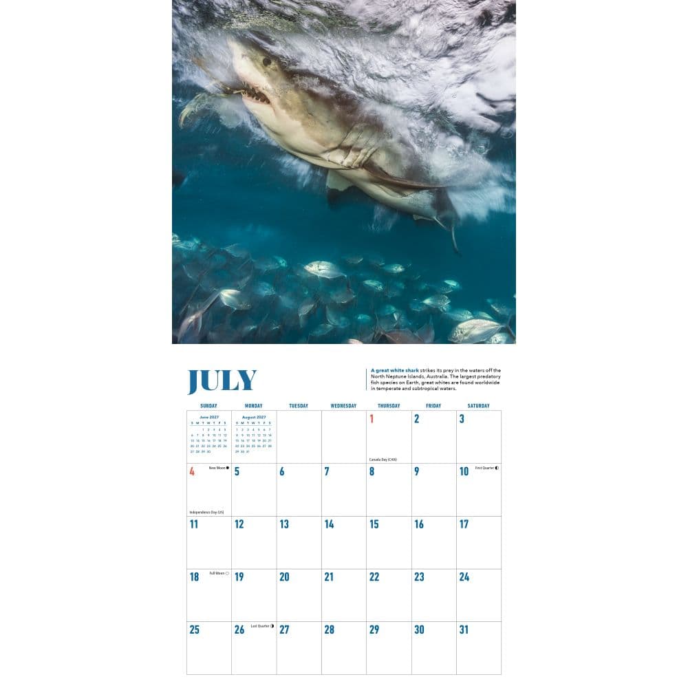 Shark 2027 Mini Wall Calendar Fourth Alternate Image