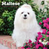 image Just Maltese 2026 Wall Calendar  Main Image