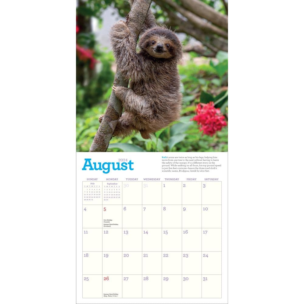 Sloths 2024 Mini Wall Calendar Alternate Image 2