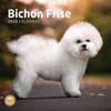 image Bichon Frise 2025 Wall Calendar Main Product Image