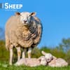 image Sheep 2024 Wall Calendar Main Product Image width=&quot;1000&quot; height=&quot;1000&quot;