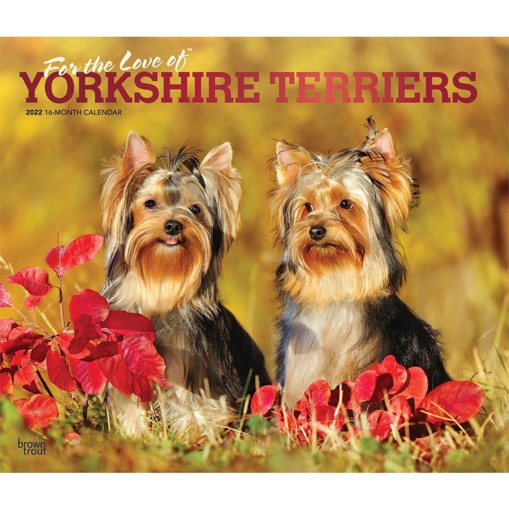 Yorkshire Terriers 2022 Deluxe Wall Calendar - Calendars.com