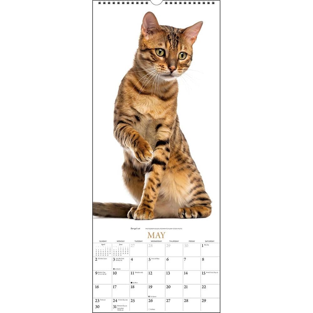 Cats Wall Calendar