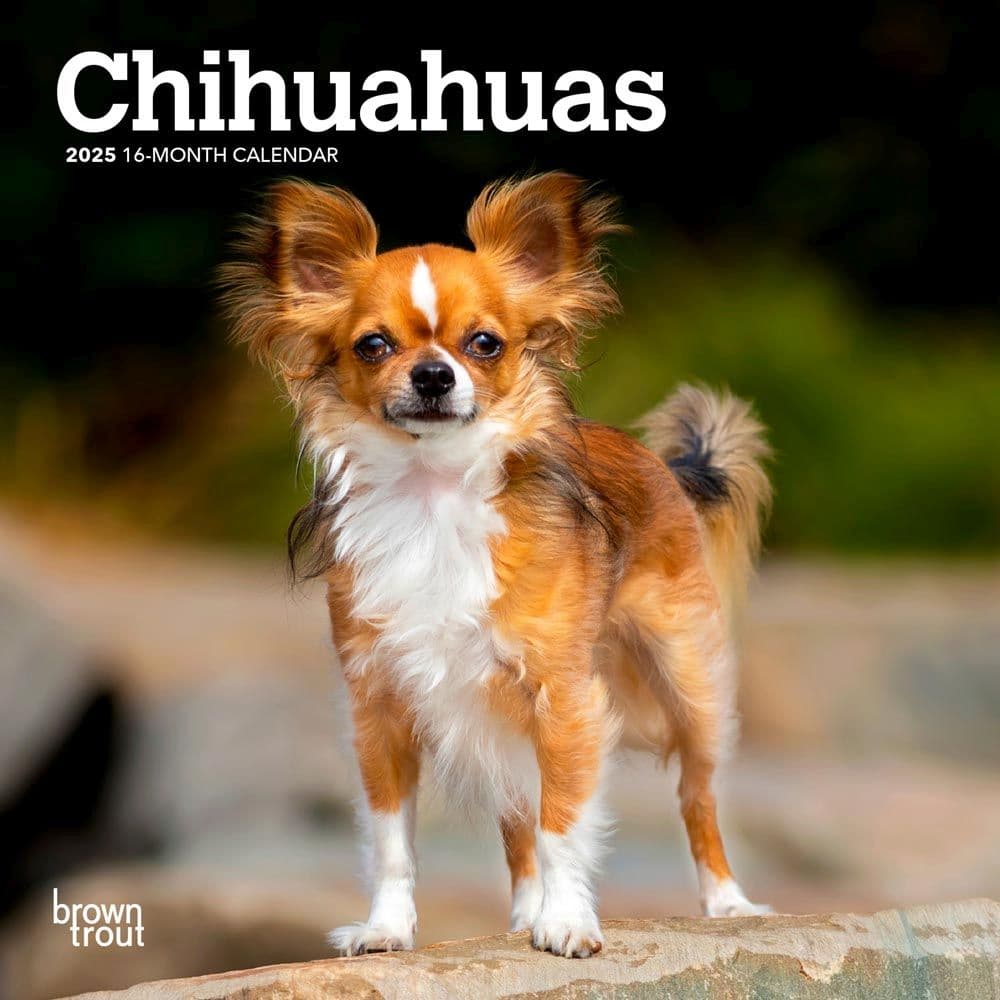 image Chihuahuas 2025 Mini 2025 Wall Calendar Main Image