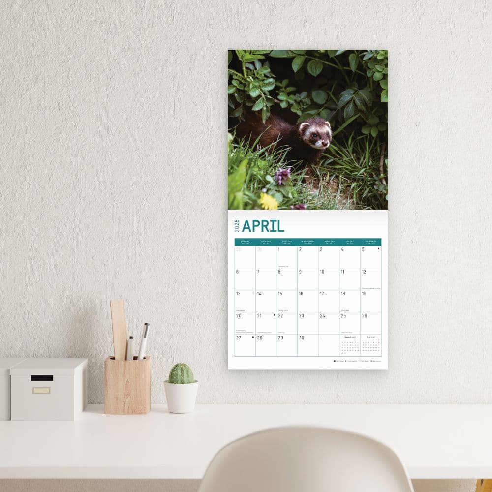 Ferrets 2025 Wall Calendar Third Alternate Image width="1000" height="1000"