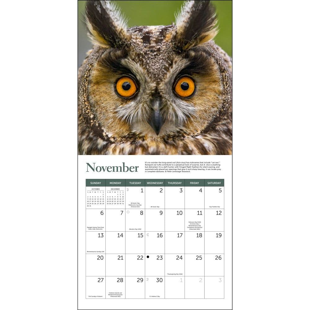 WWF Owls 2022 Mini Wall Calendar - Calendars.com