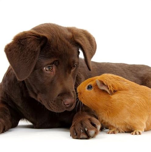 Calendars.com and Friends (image of puppy with gerbil)