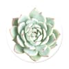 image You Succulent Popgrip Main Image  width="825" height="699"