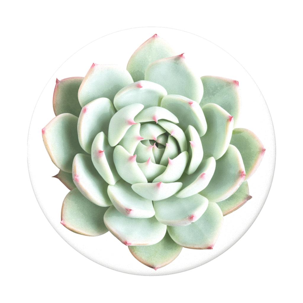 You Succulent Popgrip Main Image  width="825" height="699"