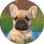 Shop 2027 dog calendars