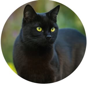 Shop 2027 cat calendars