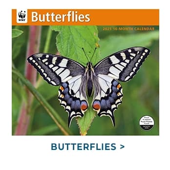 Butterflies WWF 2025 Wall Calendar