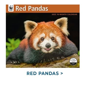 Red Pandas WWF 2025 Wall Calendar