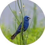 Shop 2027 bird calendars