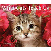 What Cats Teach Us 2025 Desk Calendar