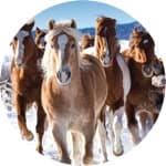 2025 Horses calendars featuring various horse breeds and scenic themes