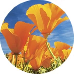 Shop 2027 flowers and gardens calendars